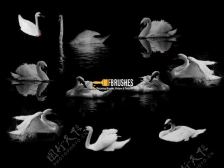 真实的各种白天鹅鸭子姿势图案photoshop笔刷素材