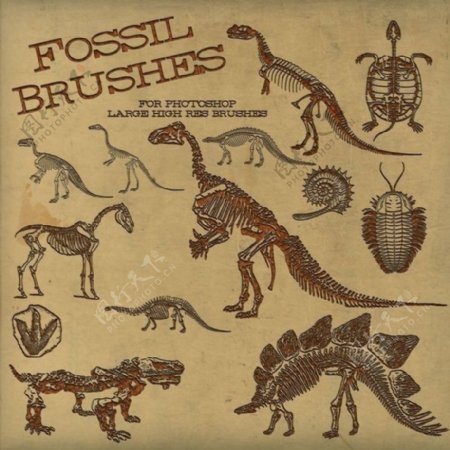 恐龙骨骼远古巨龟巨蜥化石恐龙化石PS笔刷下载