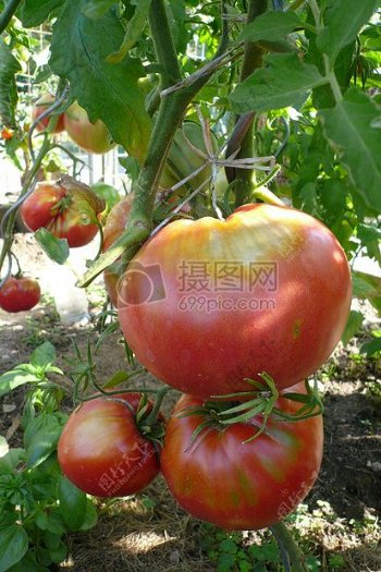 树枝上的番茄
