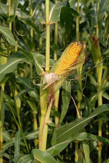 田地里的玉米棒