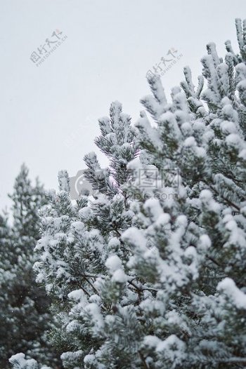 白天积雪覆盖的树木