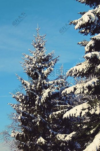 蓝天下的冰雪树木