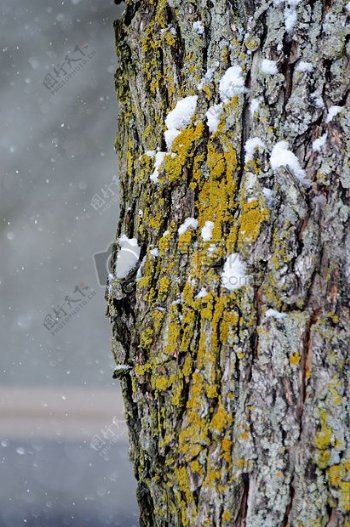 树干上的白雪
