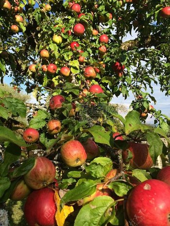 果园里结满果实的苹果树