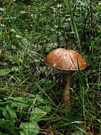 草地里的一朵蘑菇