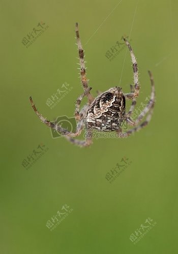 棕色和白色蜘蛛挂其网站上