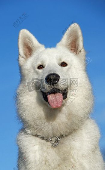 白色长涂中型犬白天坚持舌头