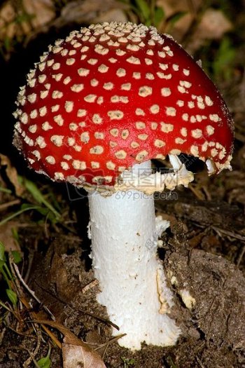 可爱的红色蘑菇