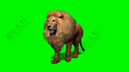 绿色通道狮子视频