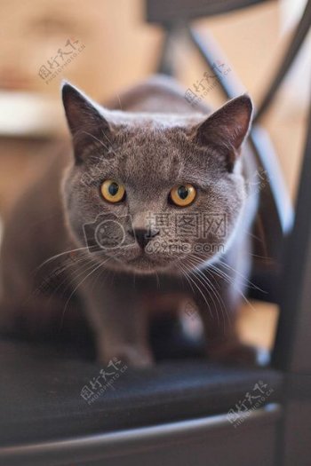 灰色和黄色猫眼