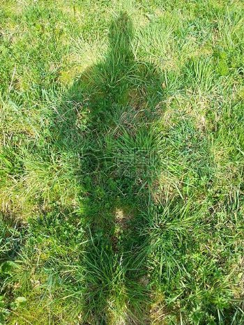 草地上的影子