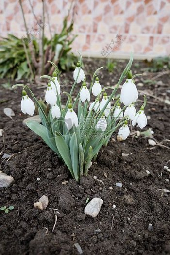 花卉园林冬春地面花绿雪花莲