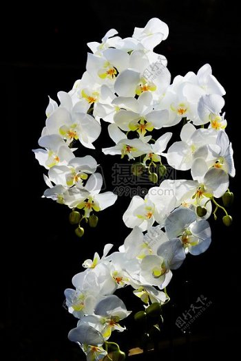 一簇白色的兰花