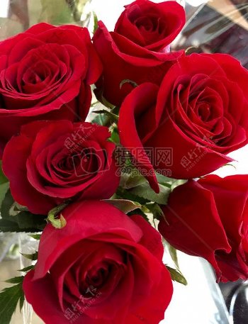 自然爱情浪漫鲜花玫瑰情人节红色玫瑰