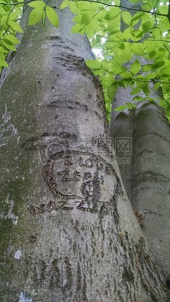 自然狗树叶树生长雕刻纪念