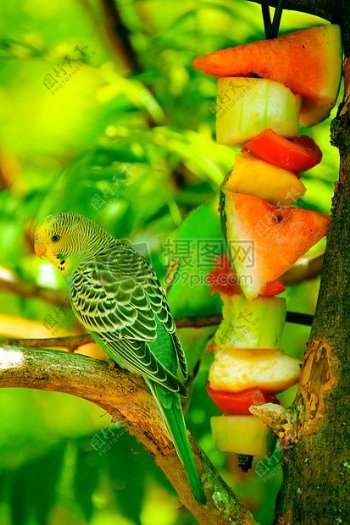 水果鹦鹉
