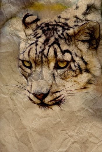 雪豹猫动物