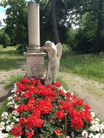 红色的花朵在公园