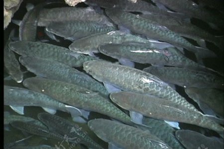 银鳞鱼存量的录像视频免费下载
