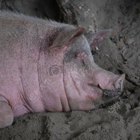 沙土上的肥猪