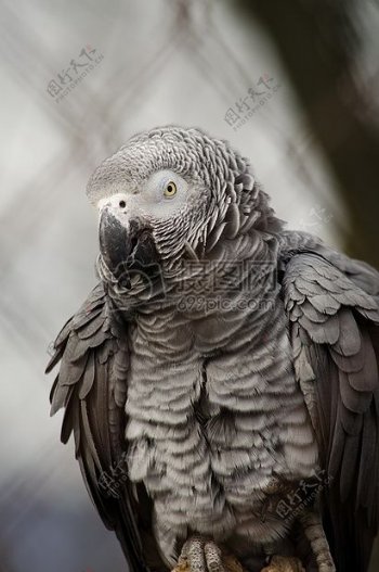 丑陋的非洲灰鹦鹉