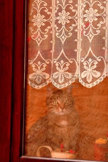 窗帘后的猫咪