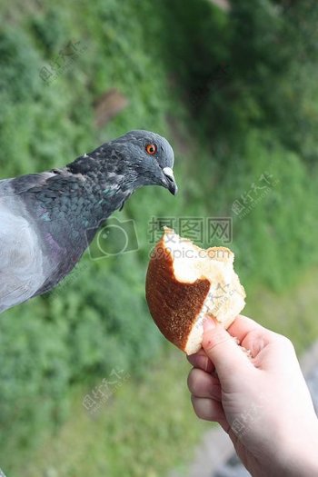 鸽子吃面包