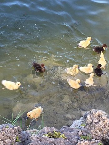 一群鸭子们在游泳