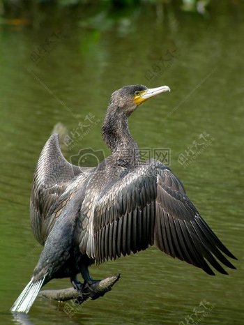 湖面上起飞的大黑鸟