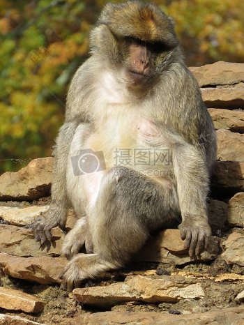 坐在石头上侧着头的猴子
