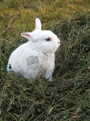 草丛中可爱的兔子
