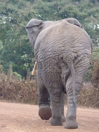 漫步中的非洲布什大象