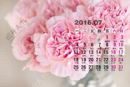 花朵2016年7月日历壁纸图片
