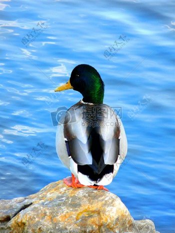 碧蓝湖边的一只好看的鸭子