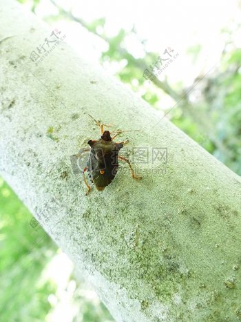 红腿树Bug