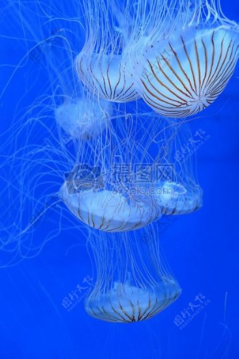 蓝色背景下的水母