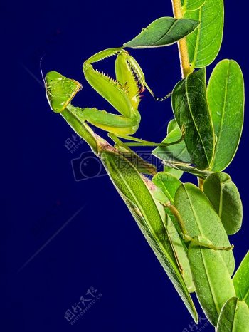 绿色植物上的螳螂