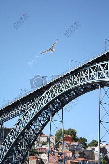 高架桥上的海鸥
