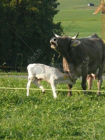 草地里的奶牛