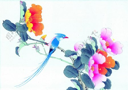 小鸟与花卉图片