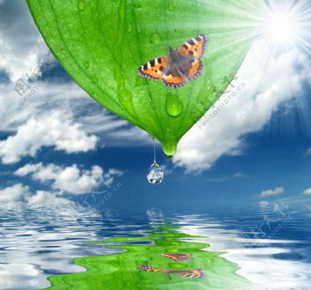 绿叶上的蝴蝶梦幻风景图片