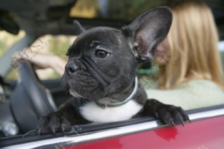 轿车里的可爱小狗图片