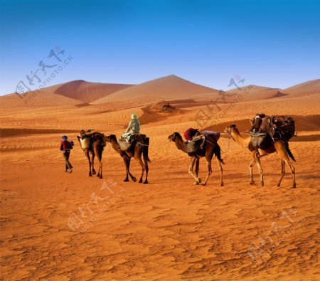 沙漠里的骆驼与人图片