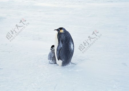 企鹅摄影图片