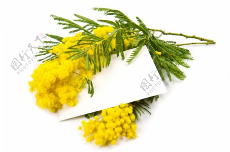 黄色野花和卡片图片