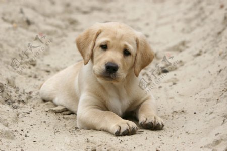 沙滩上的小狗图片