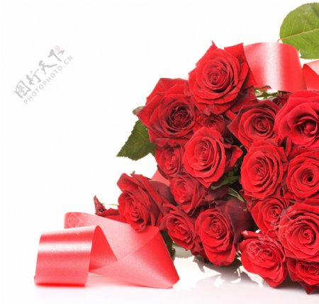 浪漫情人节玫瑰与丝带图片