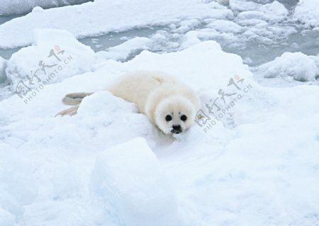 冰雪上的海豹图片