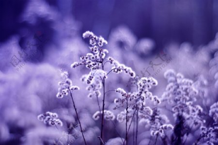 漂亮的紫色花朵图片