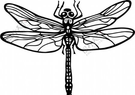 蜻蜓昆虫世界矢量素材eps格式0069